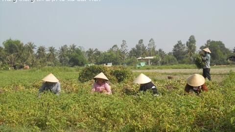 Cát Tiến thoát nghèo nhờ cây đậu phụng, cây hành